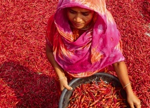 Zbiór papryczek chilli nad rzeką Jamuna.
2.03.2023 
Bogra, Bangladesz