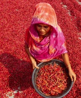 Zbiór papryczek chilli nad rzeką Jamuna.
2.03.2023 
Bogra, Bangladesz
