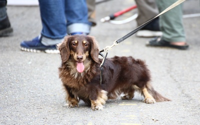 Hiszpania: właściciele psów muszą odbyć obowiązkowe szkolenia