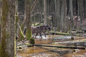 W Polsce jest kilka rezerwatów, gdzie konie żyją tak jak ich przodkowie,  bez ingerencji człowieka