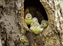 Do zobaczenia w sieci