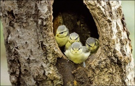 Do zobaczenia w sieci