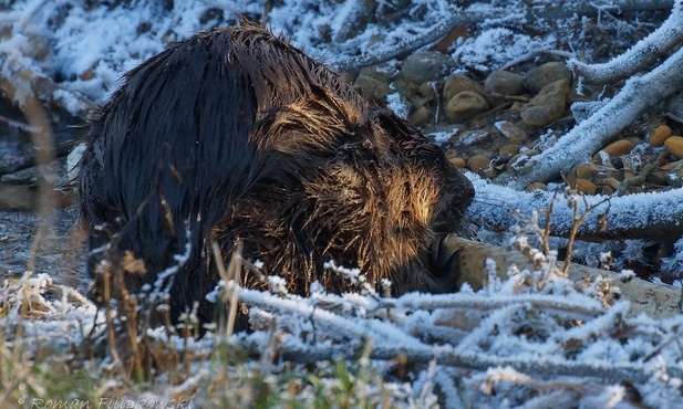 Tatry: Bóbr z Morskiego Oka przetrwał kolejną zimę