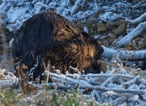 Tatry: Bóbr z Morskiego Oka przetrwał kolejną zimę