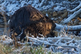 Tatry: Bóbr z Morskiego Oka przetrwał kolejną zimę