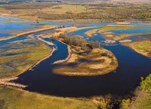 Meandry Biebrzy są domem wielu gatunków rzadkich ptaków.