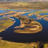 Meandry Biebrzy są domem wielu gatunków rzadkich ptaków.