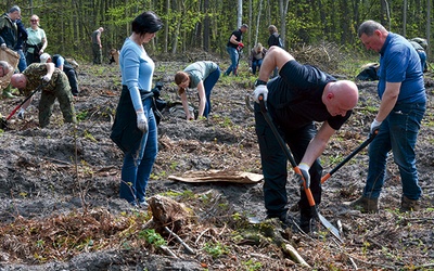 ▲	Sadzonki zastępują pozyskane wcześniej na danym obszarze drewno.