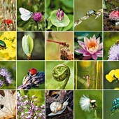 Czym jest bioróżnorodność i dlaczego jest tak ważna?