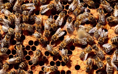 Rojno... jak w ulu. Latem w silnych rodzinach  jest nawet do 80 tys. pszczół.
3.07.2023, Kamianna