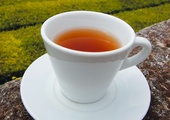 Jak herbata wpływa na zdrowie?