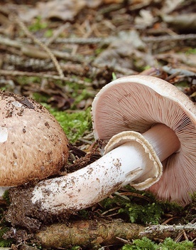 Muchomor biały jadowity bywa mylony z pieczarką (poniżej). Oba grzyby mają bulwy i pierścienie. Mylone są najczęściej młode osobniki, kiedy i u pieczarek, i u muchomorów tzw. blaszki wybarwione są na biało. Pieczarki mają blaszki najpierw różowe, później brązowe. Muchomor biały lubi towarzystwo świerka, ale rośnie też w lasach mieszanych. Charakterystyczny dla muchomorów jest pełny trzon.