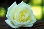 Róża „Jan Paweł II” znalazła się pod pieczą Parafialnego Zespołu Caritas. 
