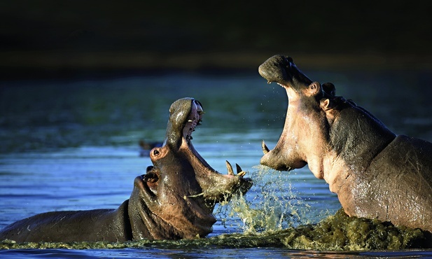 Hipopotam nilowy w czasach biblijnych żył w całym Nilu,  aż po jego ujście  do Morza Śródziemnego.  Dziś spotykany jest tylko  na południe od Sahary