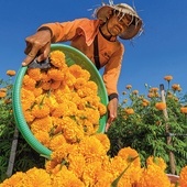 Farmerzy toną w morzu kwiatów. Trwa zbiór nagietków. 15.09.2023 Tojan Village,  Bali, Indonezja