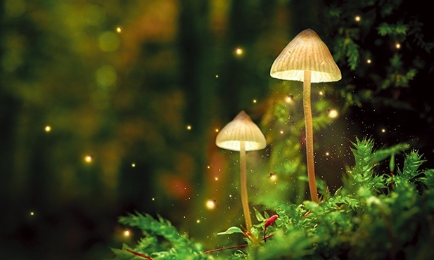 Świecenie organizmów żywych to bioluminescencja