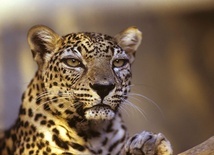 Niedawno na skalistych wzgórzach pustyni Negew  zaobserwowano leopardy arabskie