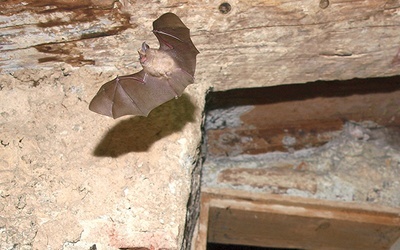Podkowiec mały to niezwykły nietoperz, który zamieszkuje południowe rejony Polski, 