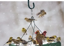 Gdy głód zagląda w oczy. Jak dokarmiać ptaki w zimie?