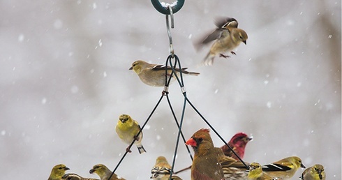 Gdy głód zagląda w oczy. Jak dokarmiać ptaki w zimie?