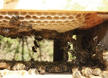 Dzieło pszczół – miód zwany jest płynnym złotem.