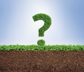 Zielony alfabet – o czym „rozmawiają” rośliny?