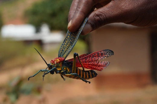 Madagaskar 