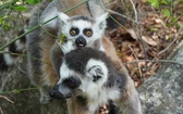 Madagaskar 