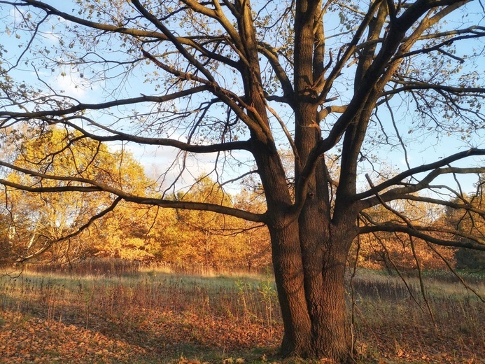 Porządek w środku chaosu