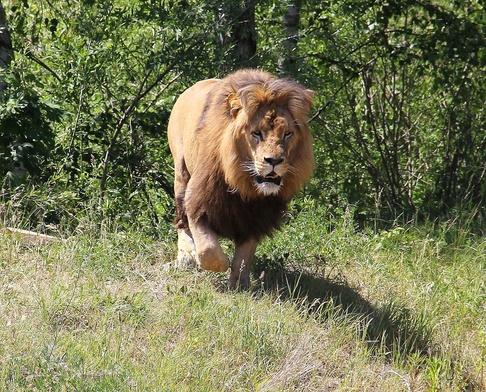 Opiekun z uniwersyteckiego zoo zabity przez lwa