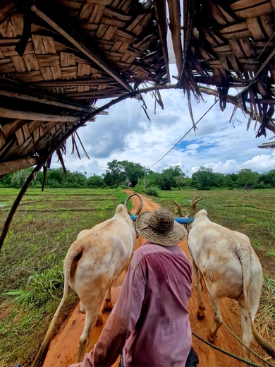 Azjatycki zawrót głowy