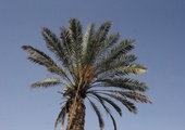 Palma daktylowa  jest bardzo popularna  w Ziemi Świętej.  Jej jeden liść  składa się nawet  ze 120 pojedynczych listków.