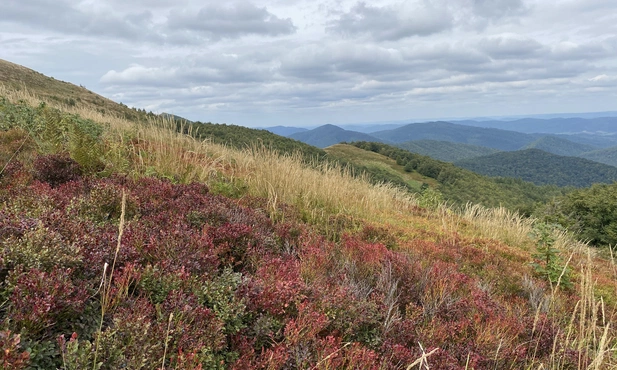 Słońce, chmury, wiart. Drzewa, trawy i jagody