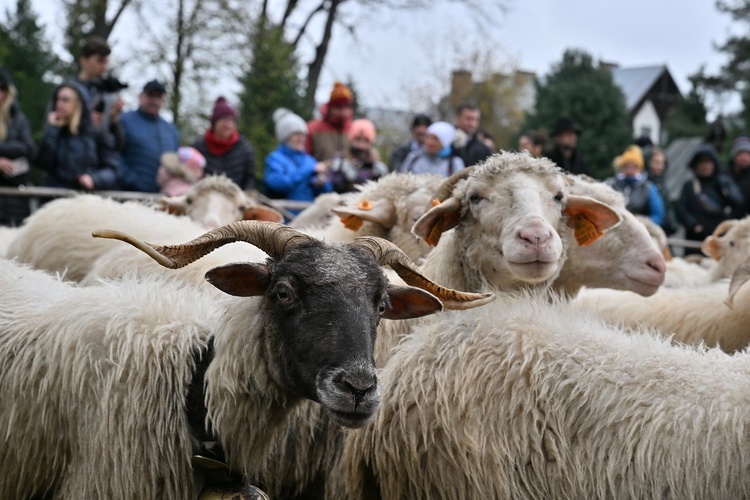 Święto Bacowskie w Ludźmierzu 