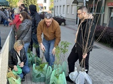 Stalowa Wola. Ptasia czereśnia i katapla