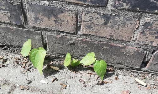 Spotkania z przyrodą: Samosiejki