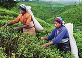 Zbiór liości herbaty w pobliżu Nuwara Eliya na Sri Lance (Cejlon).