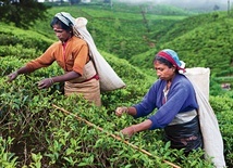 Zbiór liości herbaty w pobliżu Nuwara Eliya na Sri Lance (Cejlon).
