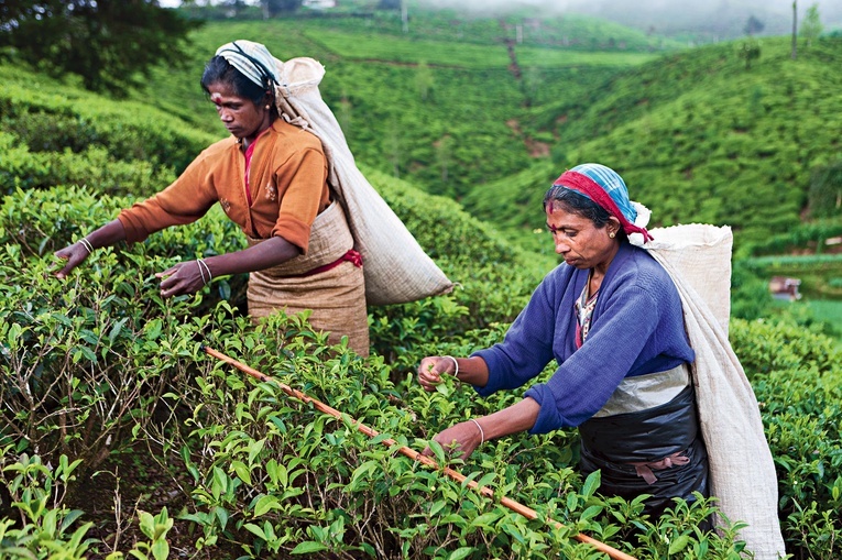 Zbiór liości herbaty w pobliżu Nuwara Eliya na Sri Lance (Cejlon).