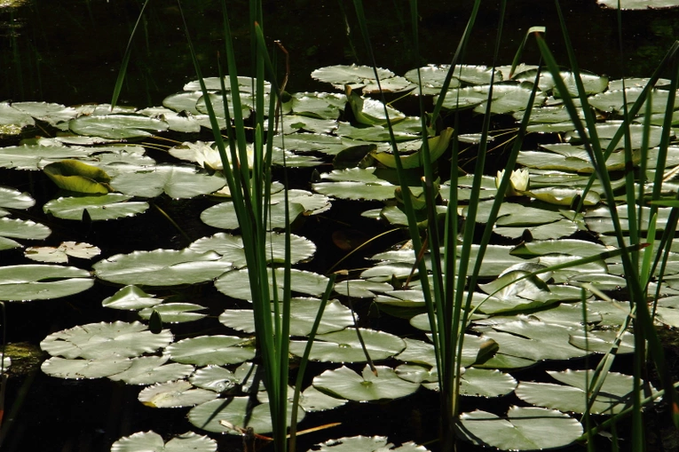 Z wizytą w Ogrodzie Botanicznym UJ