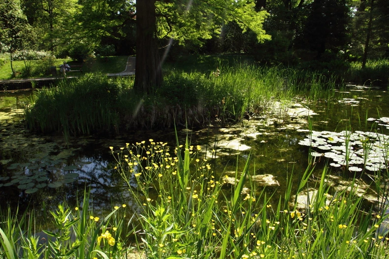 Z wizytą w Ogrodzie Botanicznym UJ