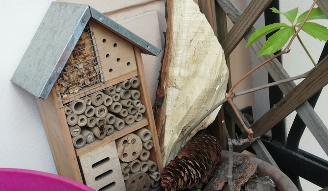 Spotkania z przyrodą: Pszczoły murarki