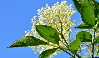 Nie tylko naleśniki! Również w syropie i occie!