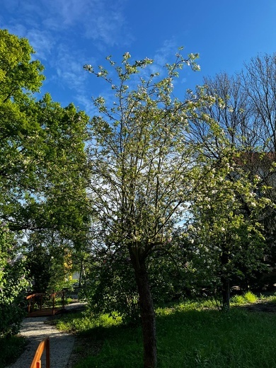 Przy sanktuarium w Babimoście powstaje ogród maryjny