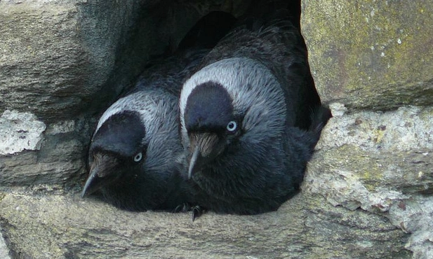 Kawki w gnieździe