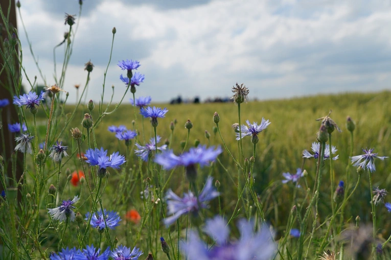 Pielgrzymka do grobu i miejsca męczeństwa bł. s. M. Acutiny