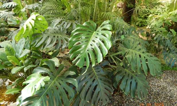 Monstera