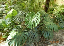 Monstera