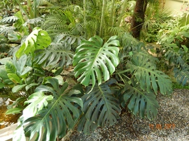 Monstera