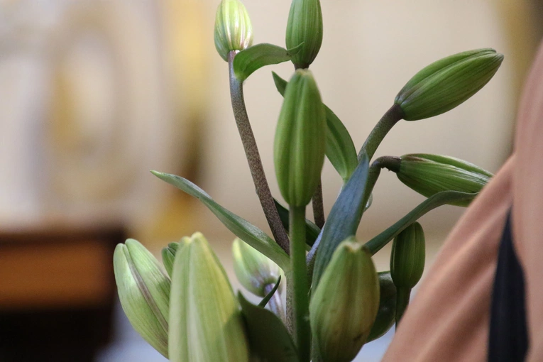 Ratowo. Odpust św. Antoniego